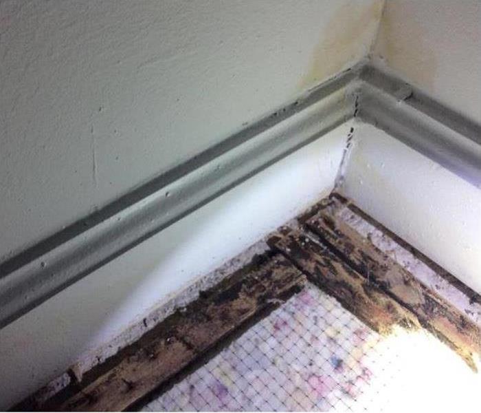 Mold Remediation Services: Your Home Isn't Clean Without It