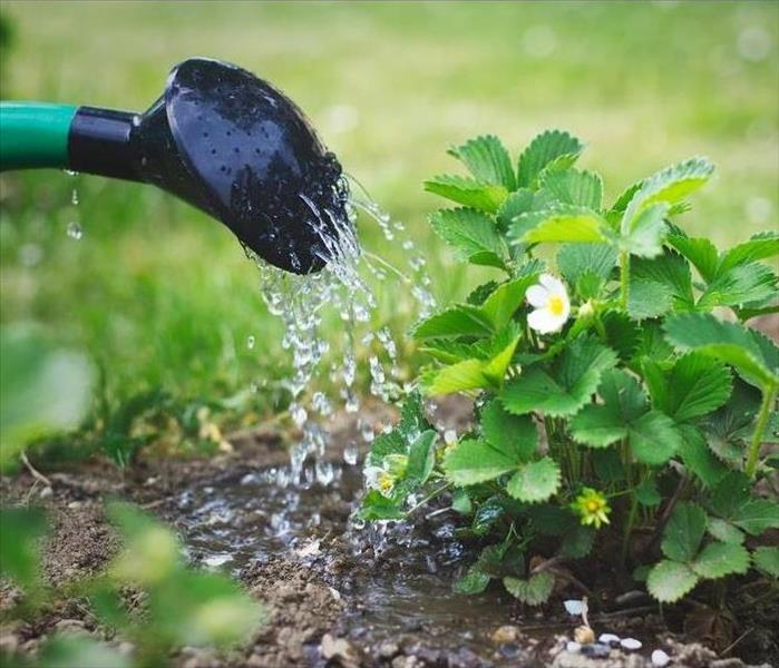 Green Water Bucket, watering fresh green flowers